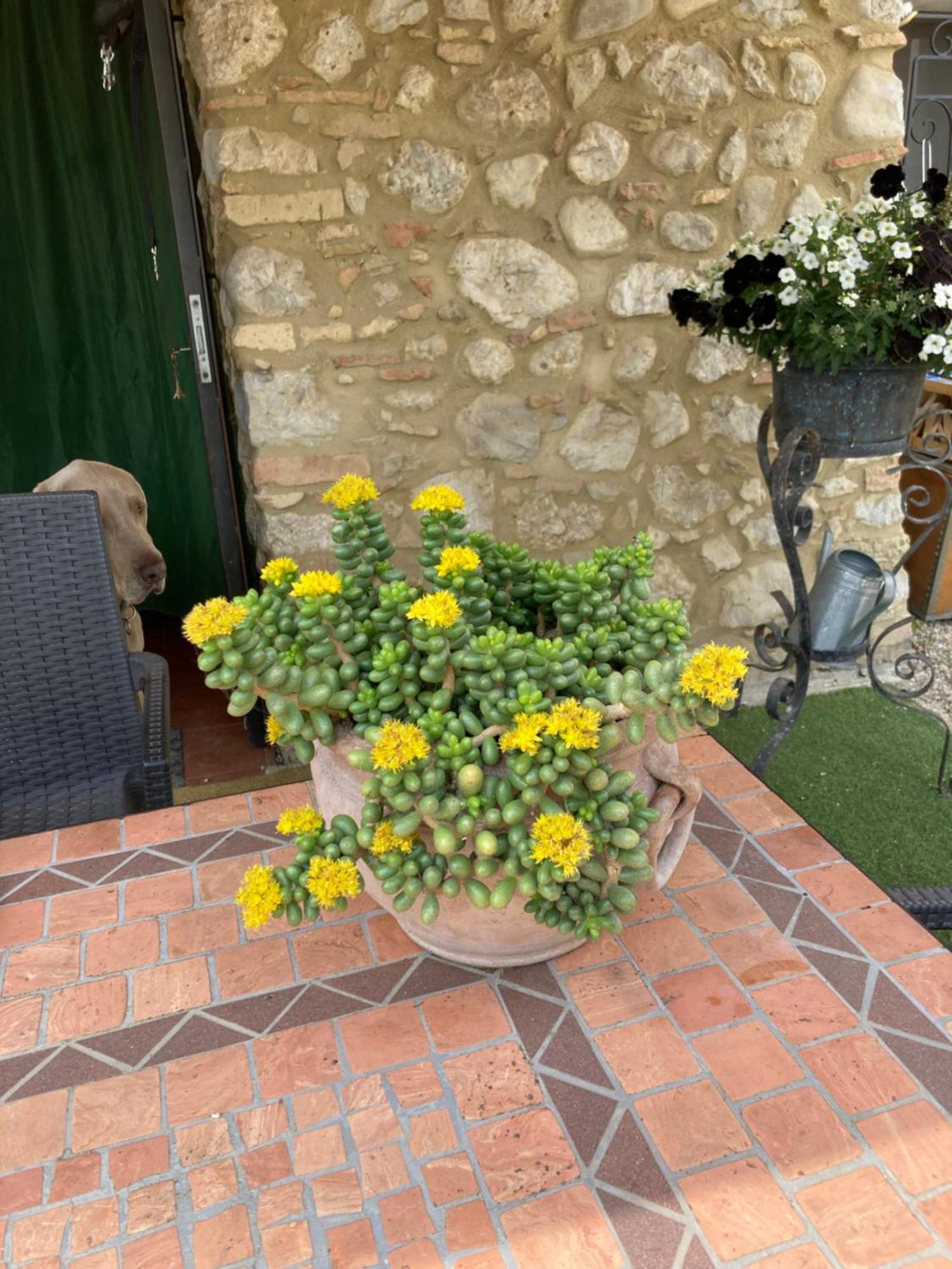 노치아노 Casa Gavenniae B&B 외부 사진